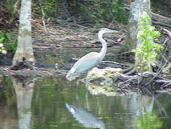 vac2002 025-Homosassa Springs