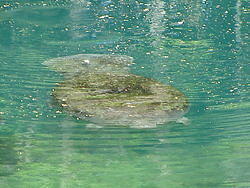 vac2002 029-Homosassa Springs