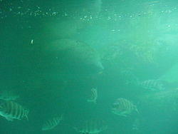 vac2002 033-Homosassa Springs