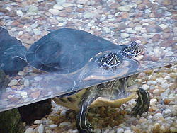 vac2002 047-Homosassa Springs