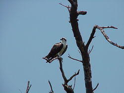 vac2002 068-Everglades City