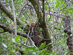 vac2002 071-Everglades City