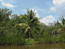 vac2002 072-Everglades City