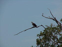 vac2002 073-Everglades City