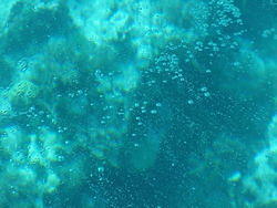 vac2002 085-Glass Bottom Boat