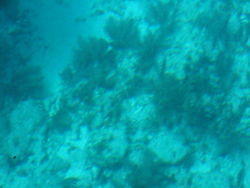 vac2002 086-Glass Bottom Boat