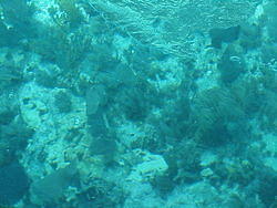 vac2002 087-Glass Bottom Boat