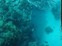 vac2002 088-Glass Bottom Boat