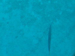 vac2002 089-Glass Bottom Boat