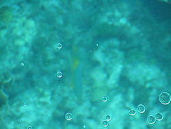 vac2002 094-Glass Bottom Boat