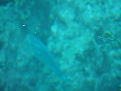 vac2002 096-Glass Bottom Boat