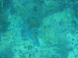 vac2002 100-Glass Bottom Boat