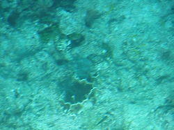 vac2002 101-Glass Bottom Boat