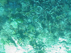 vac2002 102-Glass Bottom Boat