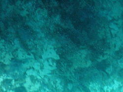 vac2002 103-Glass Bottom Boat