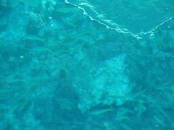 vac2002 104-Glass Bottom Boat