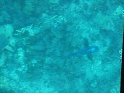 vac2002 106-Glass Bottom Boat