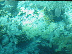 vac2002 107-Glass Bottom Boat