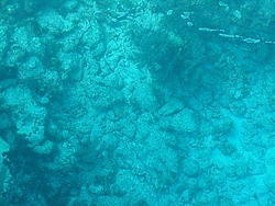 vac2002 109-Glass Bottom Boat