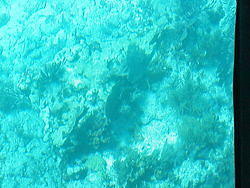 vac2002 110-Glass Bottom Boat