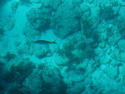 vac2002 111-Glass Bottom Boat