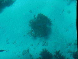 vac2002 112-Glass Bottom Boat