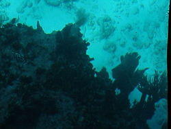 vac2002 114-Glass Bottom Boat