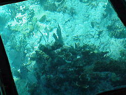 vac2002 115-Glass Bottom Boat