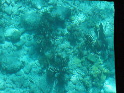 vac2002 116-Glass Bottom Boat