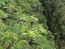 Hawaii2003 012-Akaka Falls