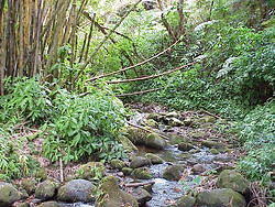 Hawaii2003 028-Akaka Falls