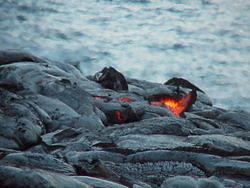 Hawaii2003 069-Kilauea Lava Flows