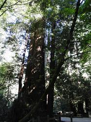 Muir Woods