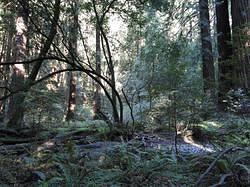 MuirWoods12