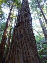MuirWoods13