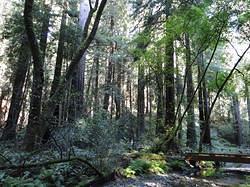 MuirWoods16