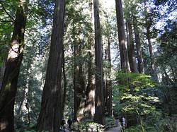 MuirWoods22