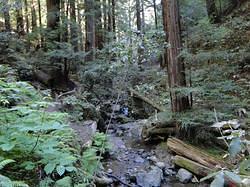 MuirWoods31