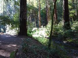 MuirWoods38
