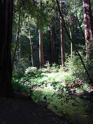 MuirWoods39