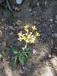 Vernal-NevadaFalls120