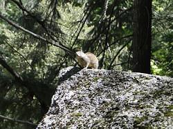 Vernal-NevadaFalls15