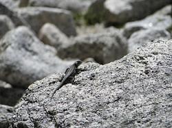 Vernal-NevadaFalls86